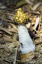 Common Stinkhorn, Phallus impudicus, mushroom, fly, flies, insects