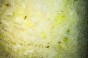 homemade sauerkraut, raw cabbage, lactic acid fermentation