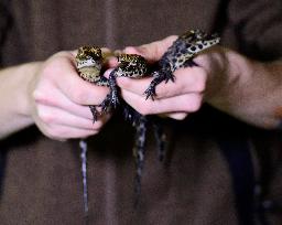 dwarf crocodile (Osteolaemus tetraspis), crocodiles, hatchling, hatchlings