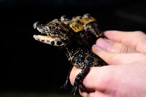 dwarf crocodile (Osteolaemus tetraspis), crocodiles, hatchling, hatchlings