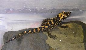 dwarf crocodile (Osteolaemus tetraspis), hatchling