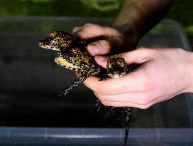 dwarf crocodile (Osteolaemus tetraspis), crocodiles, hatchling, hatchlings