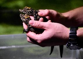 dwarf crocodile (Osteolaemus tetraspis), crocodiles, hatchling, hatchlings