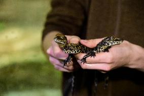 dwarf crocodile (Osteolaemus tetraspis), crocodiles, hatchling, hatchlings