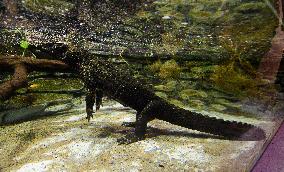 dwarf crocodile (Osteolaemus tetraspis)