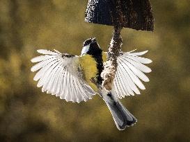 Great Tit, Wing, Feeder