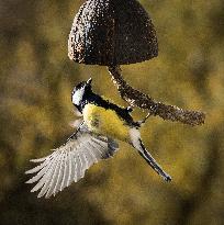 Great Tit, Wing, Feeder