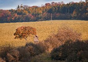 High stand, tree, autumn