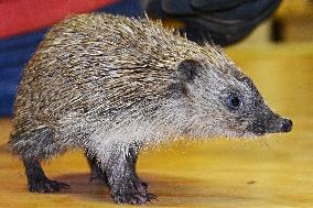 Western European Hedgehog, Erinaceus europaeus