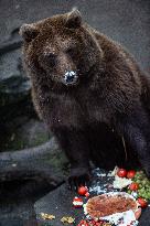 brown bear (Ursus arctos)