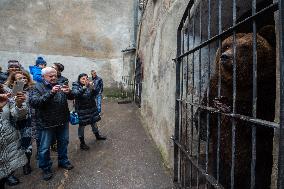 brown bear (Ursus arctos)