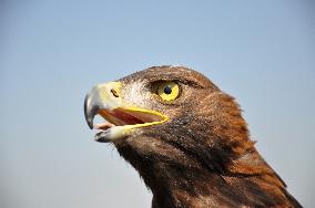 Biological protection of airports, rock eagle, Aquila chrysaetos