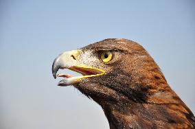 Biological protection of airports, rock eagle, Aquila chrysaetos