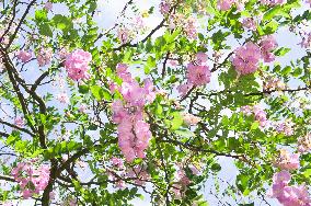 bristly locust, rose-acacia, moss locust, Robinia hispida, flowers