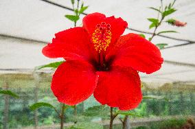 Hibiscus, flower