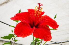 Hibiscus, flower