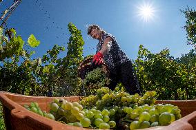 harvest of wine grapes, vineyard