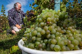 harvest of wine grapes, vineyard