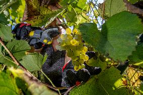 harvest of wine grapes, vineyard