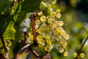 wine grapes, vineyard