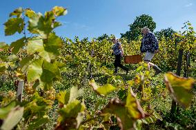 harvest of wine grapes, vineyard