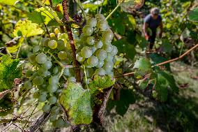 harvest of wine grapes, vineyard