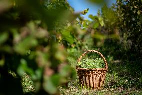 harvest of wine grapes, vineyard