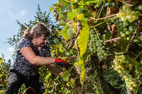 harvest of wine grapes, vineyard