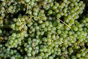 wine grapes, vineyard