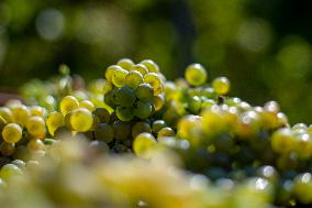 wine grapes, vineyard