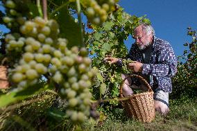 harvest of wine grapes, vineyard