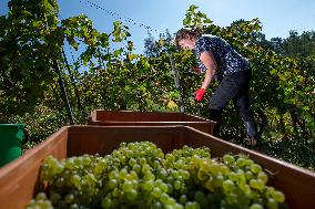 harvest of wine grapes, vineyard