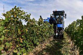 Chateau Bzenec, vineyard, harvest of wine grapes, grape harvester