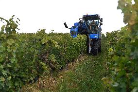 Chateau Bzenec, vineyard, harvest of wine grapes, grape harvester