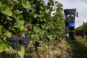 Chateau Bzenec, vineyard, harvest of wine grapes, grape harvester