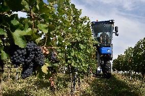 Chateau Bzenec, vineyard, harvest of wine grapes, grape harvester