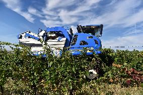 Chateau Bzenec, vineyard, harvest of wine grapes, grape harvester