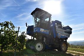 Chateau Bzenec, vineyard, harvest of wine grapes, grape harvester