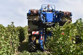 Chateau Bzenec, vineyard, harvest of wine grapes, grape harvester