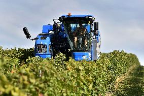 Chateau Bzenec, vineyard, harvest of wine grapes, grape harvester