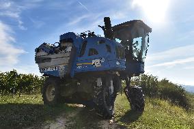 Chateau Bzenec, vineyard, harvest of wine grapes, grape harvester