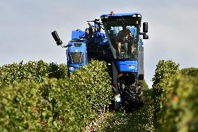 Chateau Bzenec, vineyard, harvest of wine grapes, grape harvester