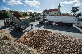 harvest of potatoes