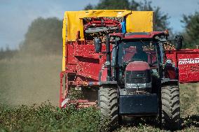 harvest of potatoes