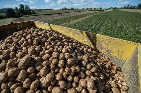 harvest of potatoes