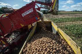 harvest of potatoes