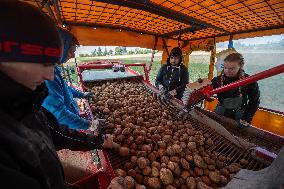 harvest of potatoes