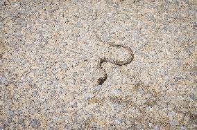 Smooth Snake, Coronella austriaca