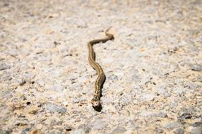 Smooth Snake, Coronella austriaca