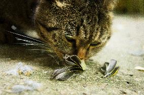 Eurasian Siskin, Carduelis spinus, dead bird, killed, cat`s, cats prey